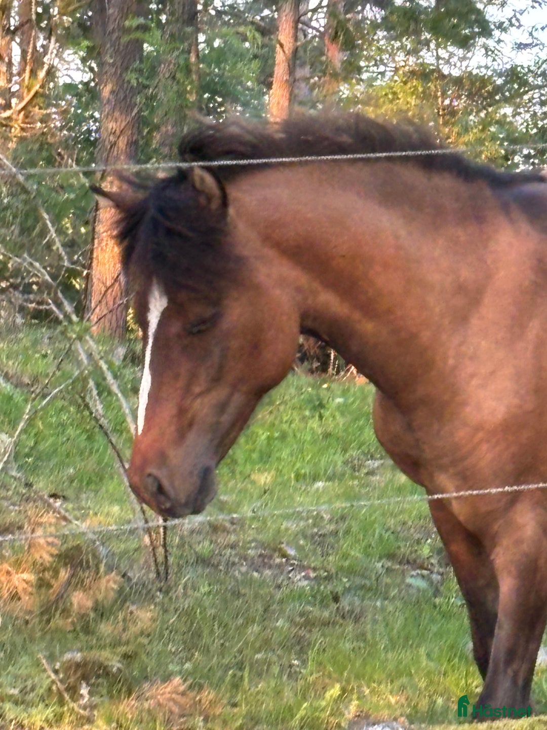 Hoppning hästar till salu: Lovande , charmig ponny i Köping - Bild 10