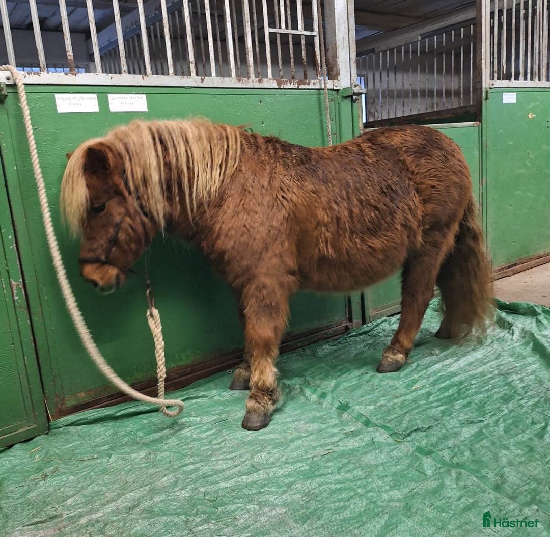 Körning hästar till salu: Trevlig Shetlandsvalack i Älgarås - Annons 3