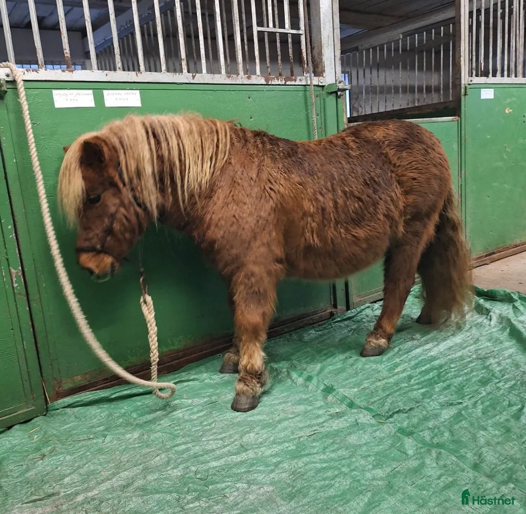 Körning hästar till salu: Trevlig Shetlandsvalack i Älgarås - Annons 3