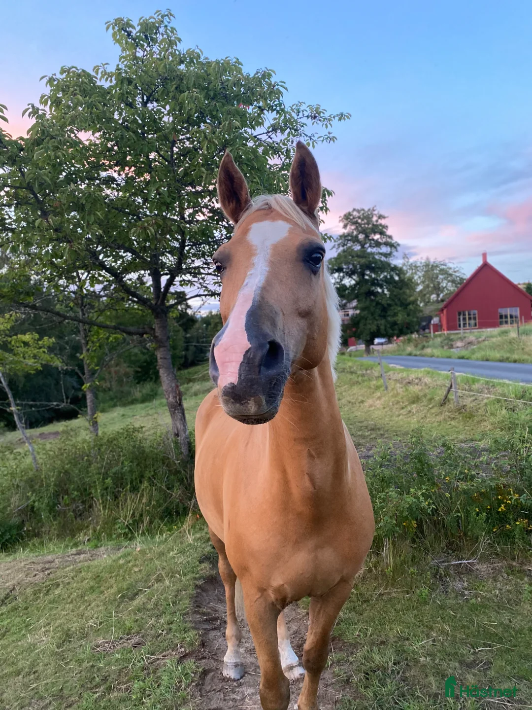 Sällskap hästar till salu: Världens snällaste valack till sällskap - Annons 1