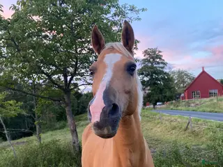 hästar Världens snällaste valack till sällskap - Annons 1