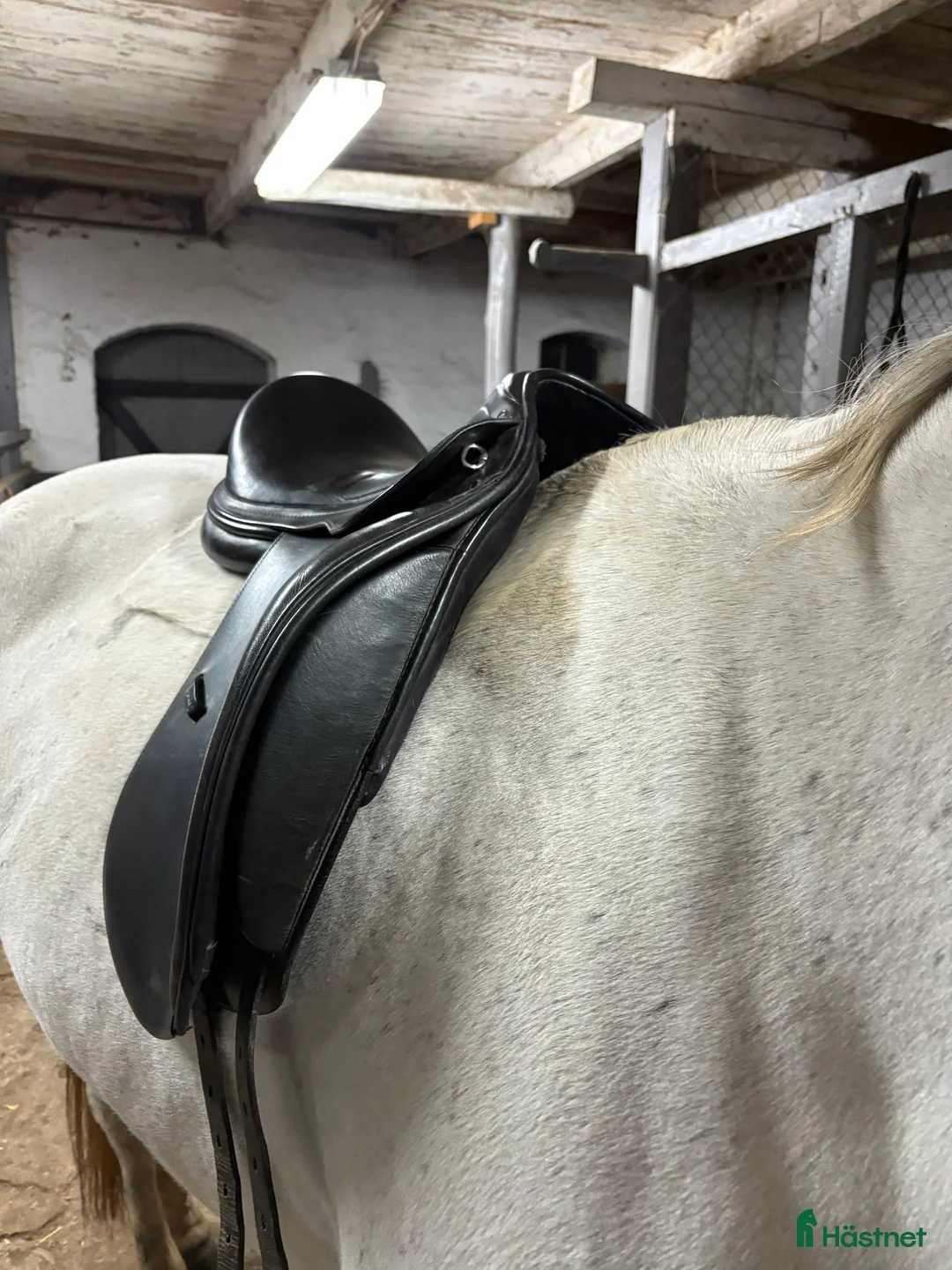 Sadlar hästutrustning till salu: Prestige D1 Dressyr - Annons 4