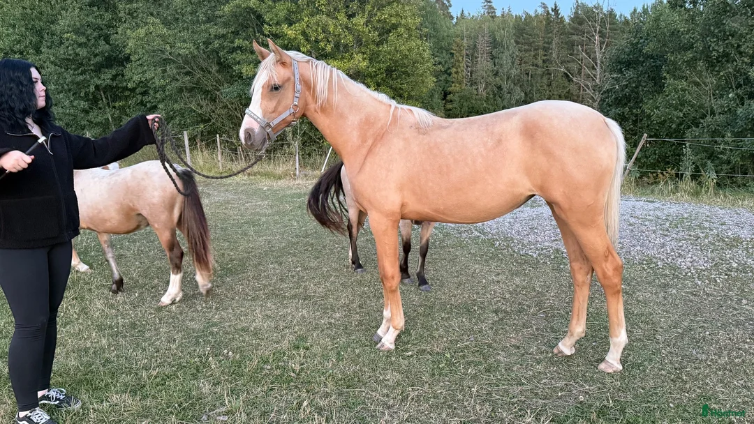 Allround hästar till salu: Sto e. Special Edition!  - Annons 2