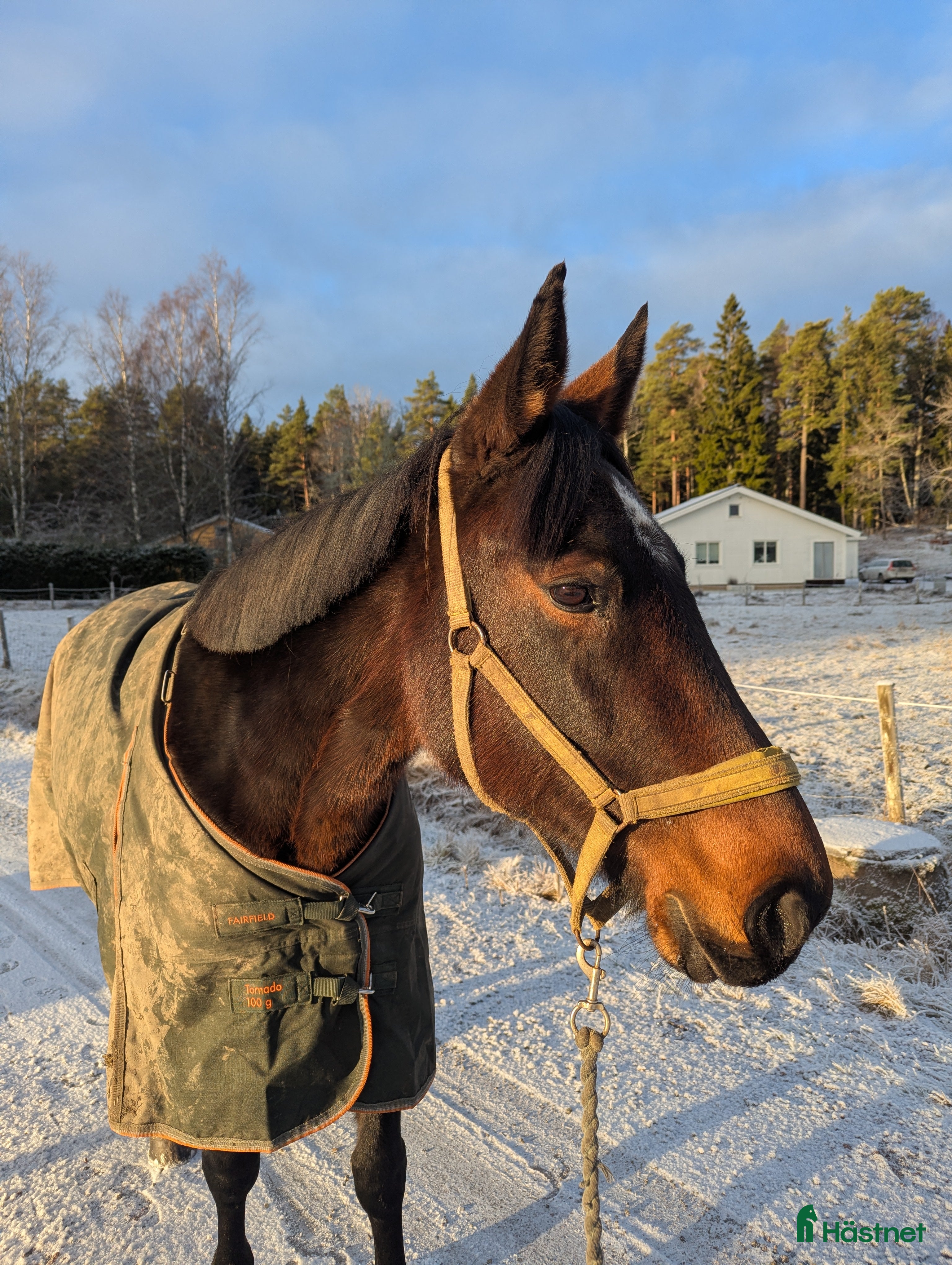  hästar Snällt sto för sällskap eller avel - Annons 14