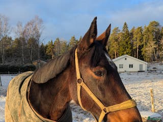 hästar Snällt sto för sällskap eller avel - Annons 2