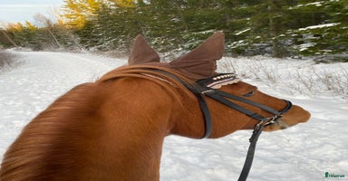  hästar i Ekolsund - Annons 4