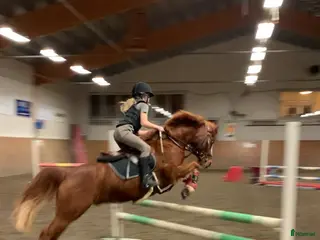 hästar RacerRäka för de lägre klasserna 🏎️🦐 - Annons 2