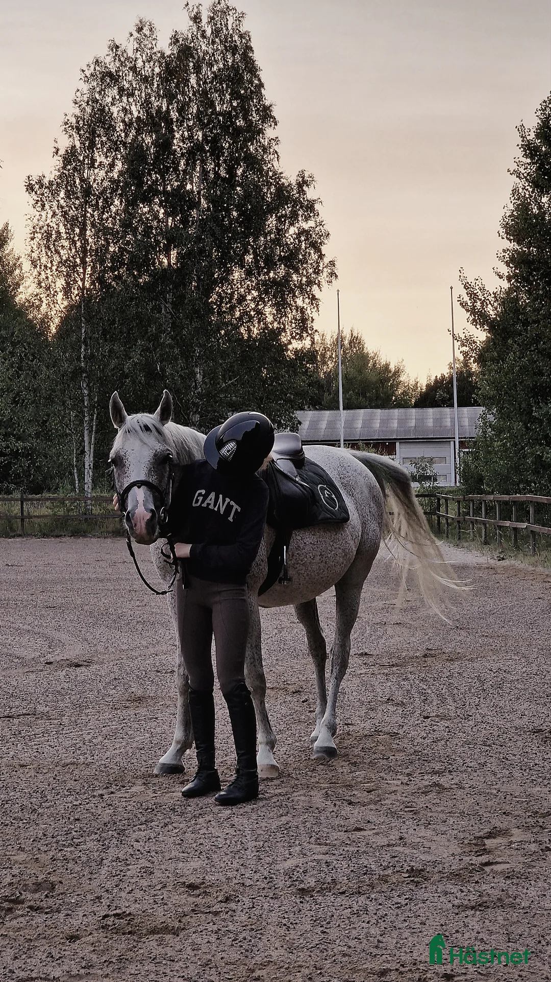 Allround hästar till salu: En vit prins med ett stort hjärta av guld i Karlskrona - Annons 2