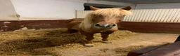  stallplats finnes: Stallplatser uthyres - Annons 2