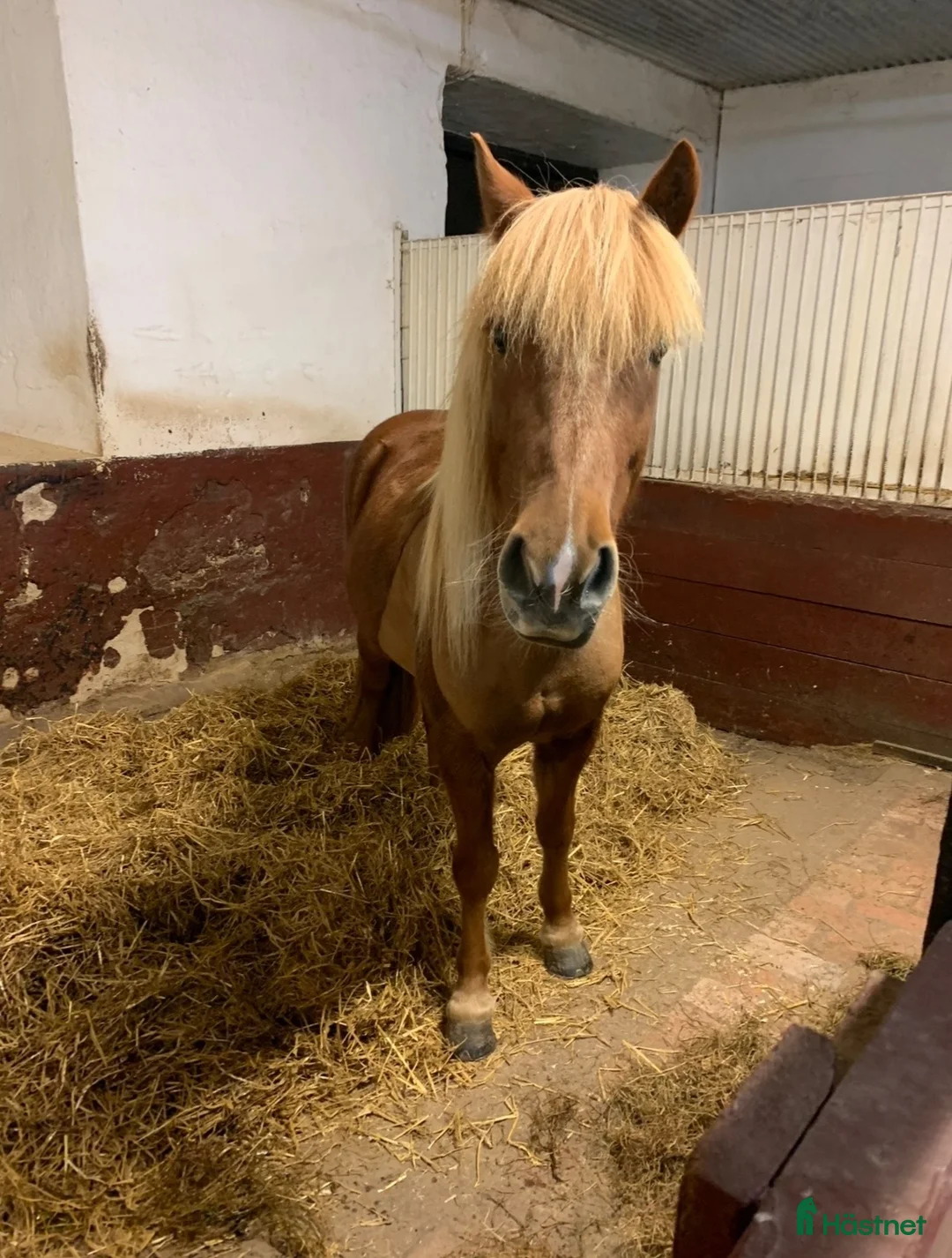  stallplats finnes: Stallplatser uthyres - Annons 2
