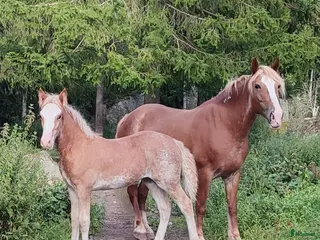 Avelshästar hästar till salu: Mkt vackert sto - Annons 1