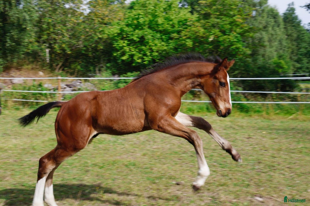 Hoppning hästar till salu: Hingstföl e: Diablue PS - Cornet Obolensky  i Rockneby - Annons 4