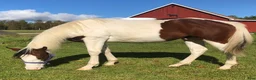 Western hästar till salu: ” Kingen” - välstammad paint  - Annons 2
