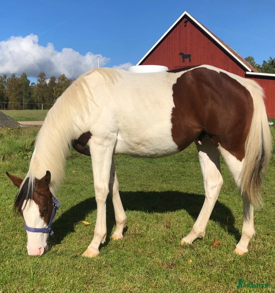 Western hästar till salu: ” Kingen” - välstammad paint  - Annons 2