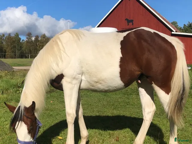 hästar till salu: ” Kingen” - välstammad paint - Annons 2