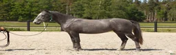 Allround hästar till salu: Nyfiken Lipizzaner tjej - Annons 2