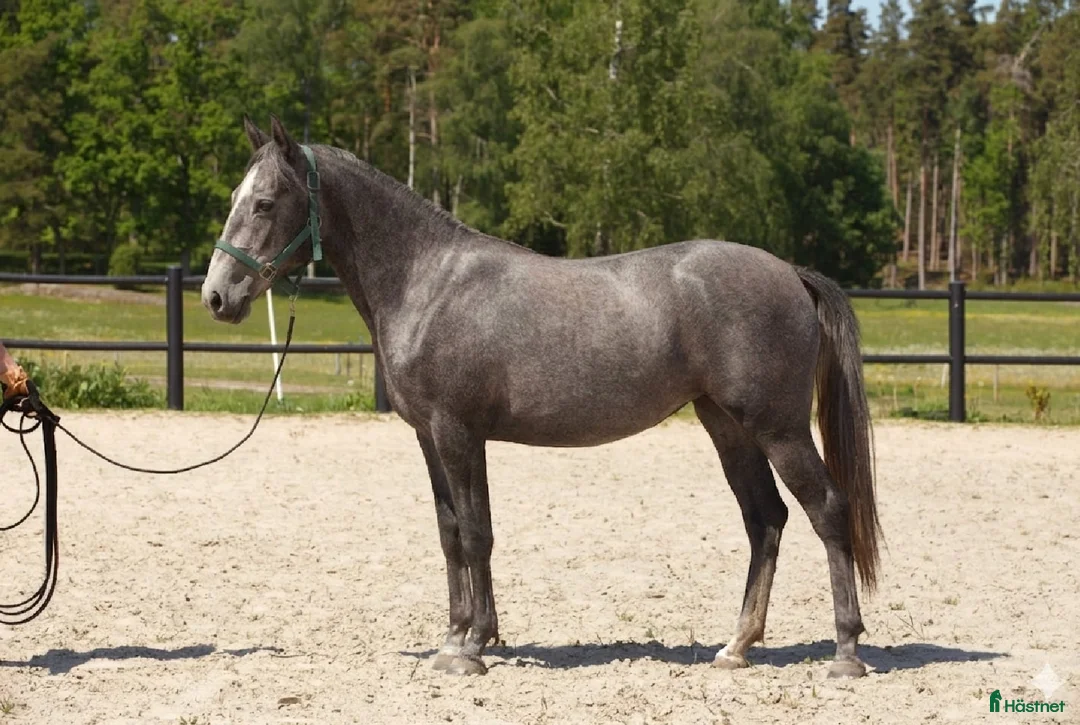 Allround hästar till salu: Nyfiken Lipizzaner tjej - Annons 2