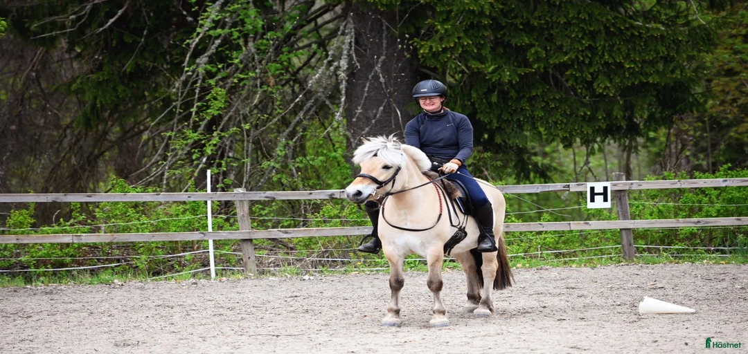 Galleribild {{count}}