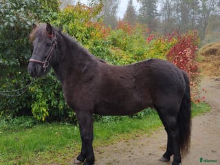 hästar Snäll och trevlig islandshäst säljes i Södra Sandby - Annons 10