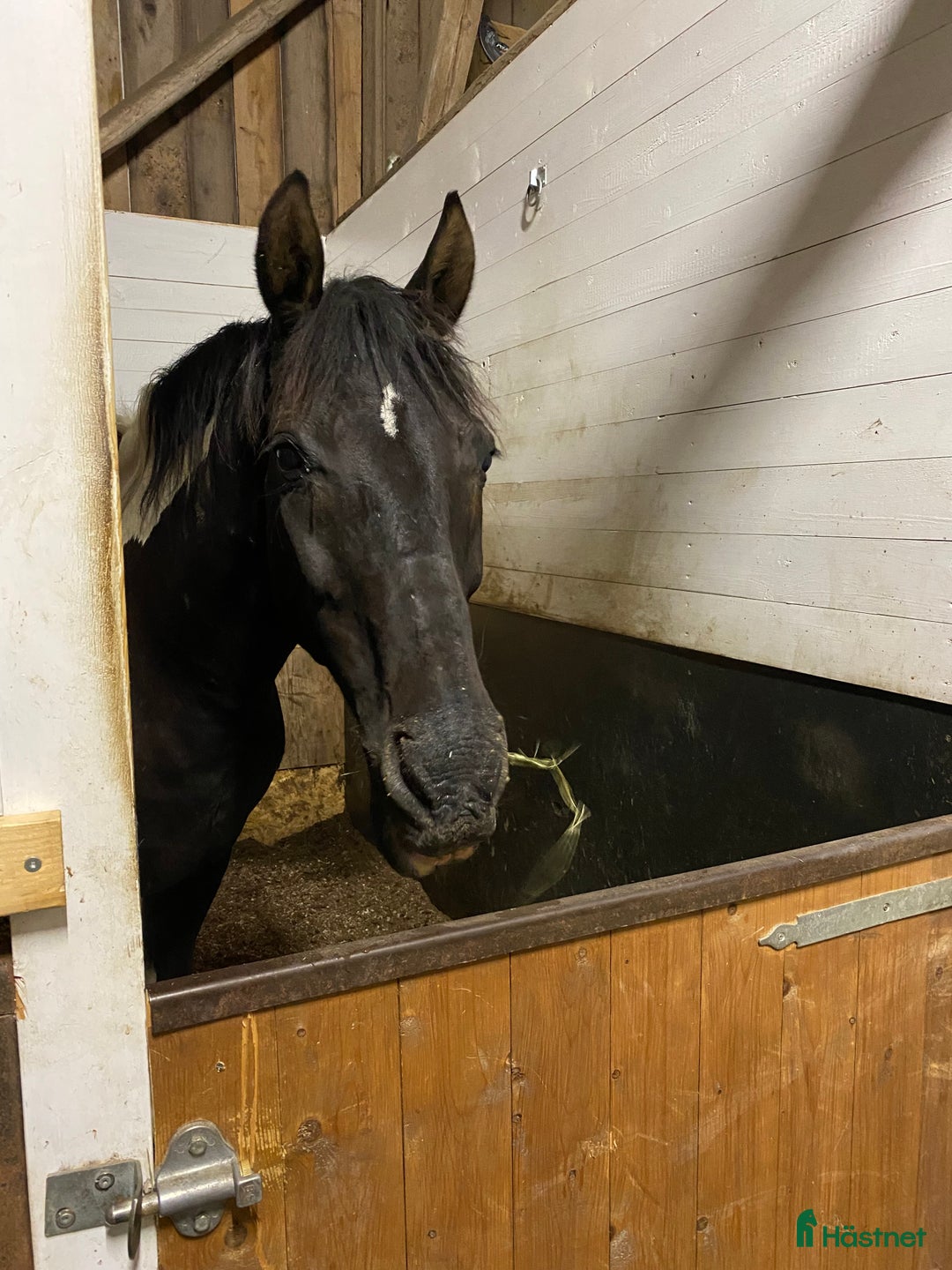  medryttarhäst finnes: Medryttare sökes i Enköping - Annons 3