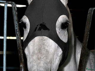 Övrig Hästutrustning hästutrustning till salu: Fenwick stress huva i Vendelsö - Annons 3