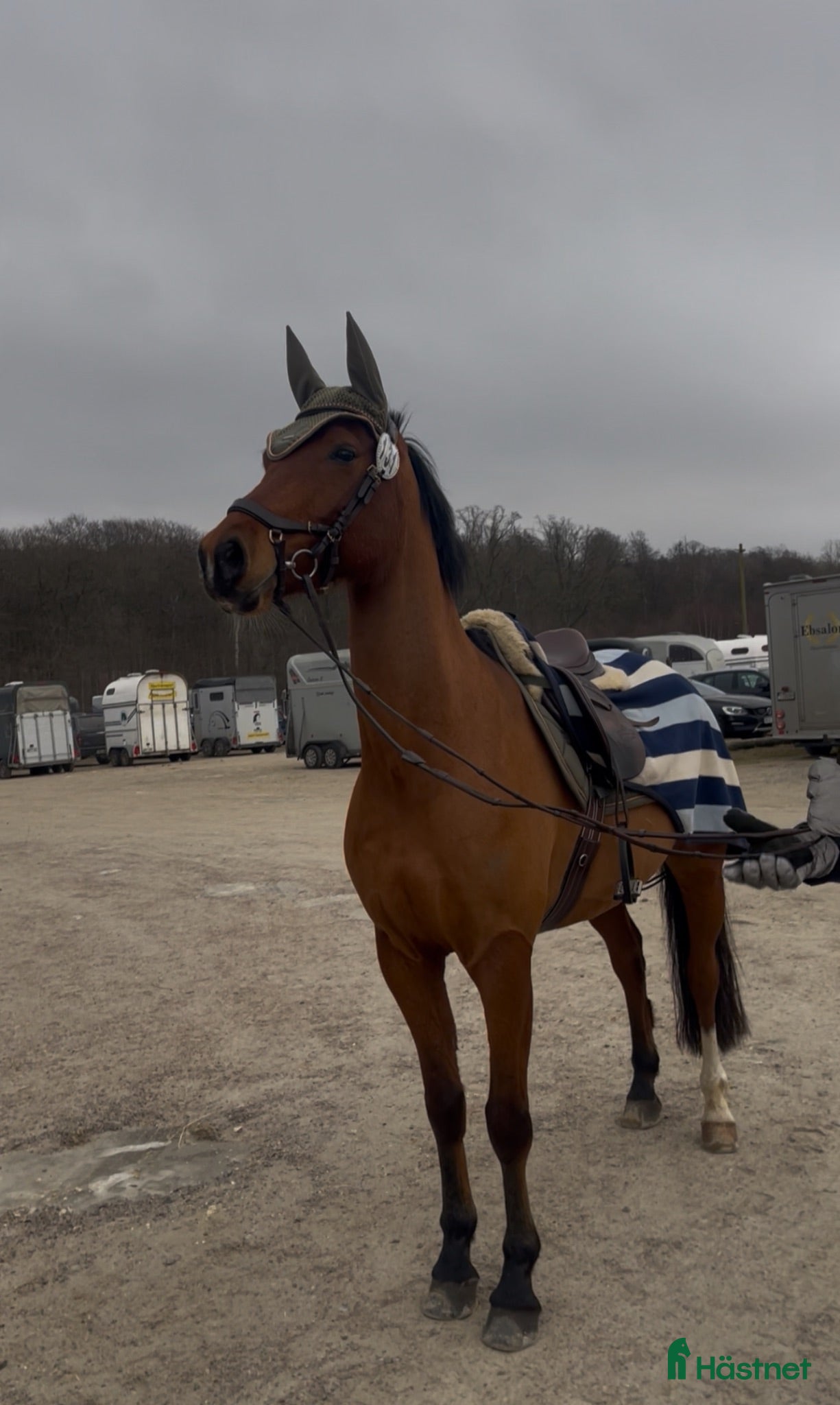 Allround hästar till salu: 🌟 D-ponny | Welsh Part-Bred | 148 cm 🌟 - Annons 1