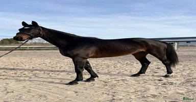  hästar Vackert dressyr sto med toppstam i Fjälkinge - Annons 1