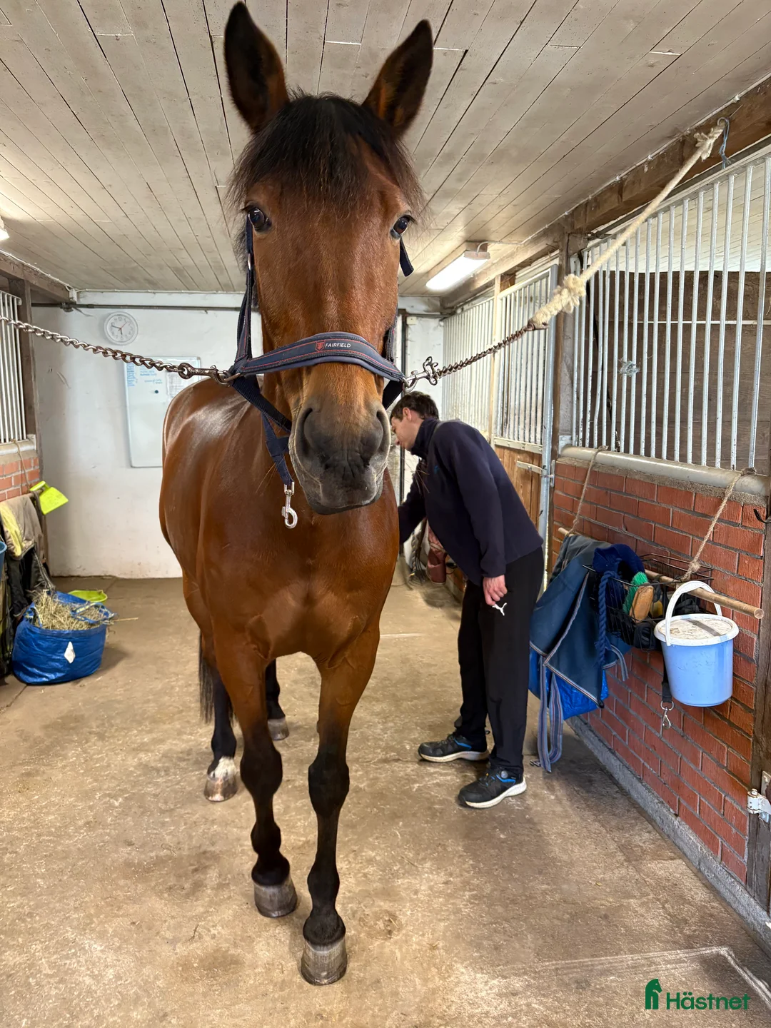 Sällskap hästar till salu: 5 ⭐️ hem sökes till en mycket snäll valack i Ängelholm - Annons 5