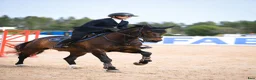 Hoppning hästar till salu: 9-årig valack söker sin ryttare! - Annons 2