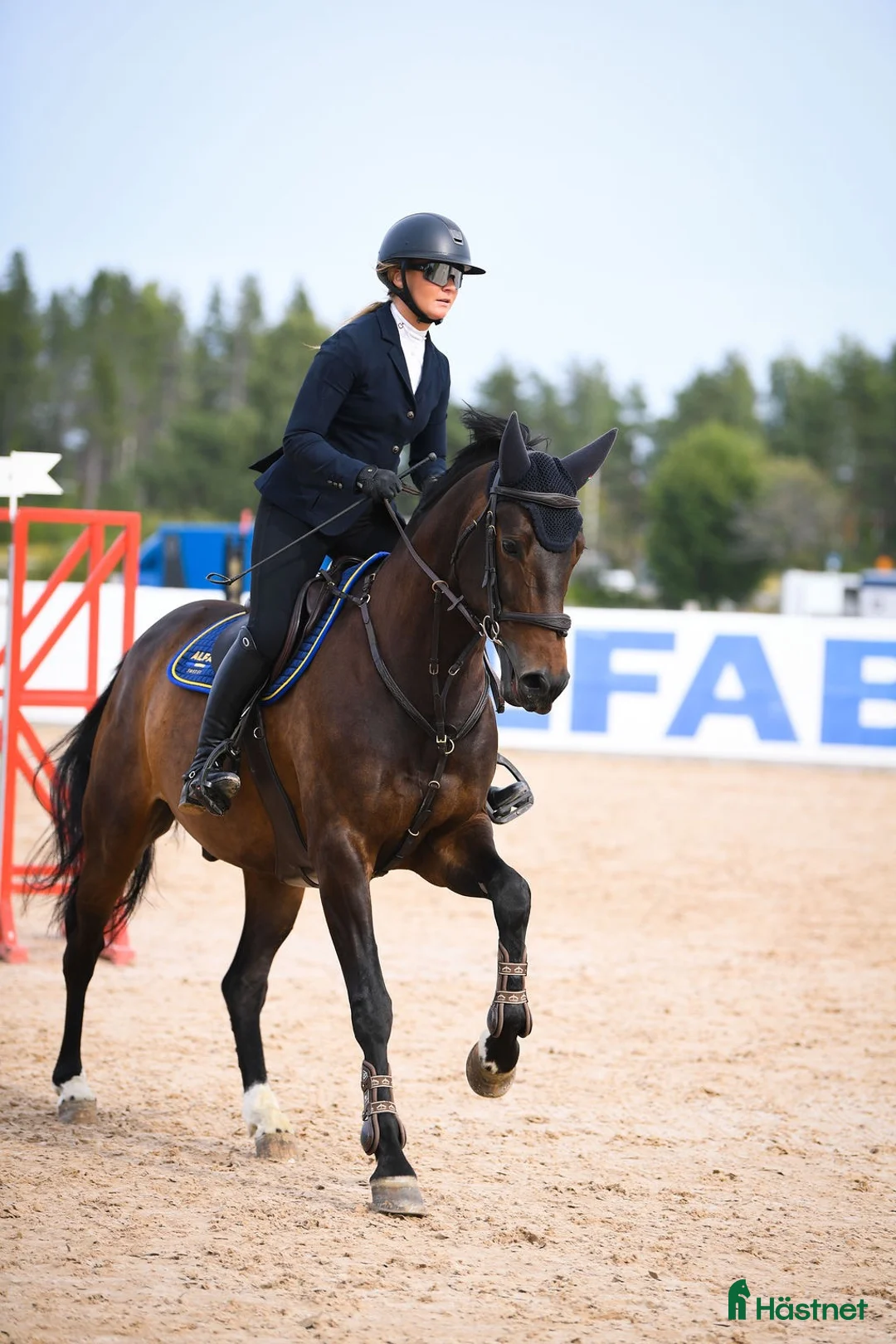 Hoppning hästar till salu: 9-årig valack söker sin ryttare! - Annons 2