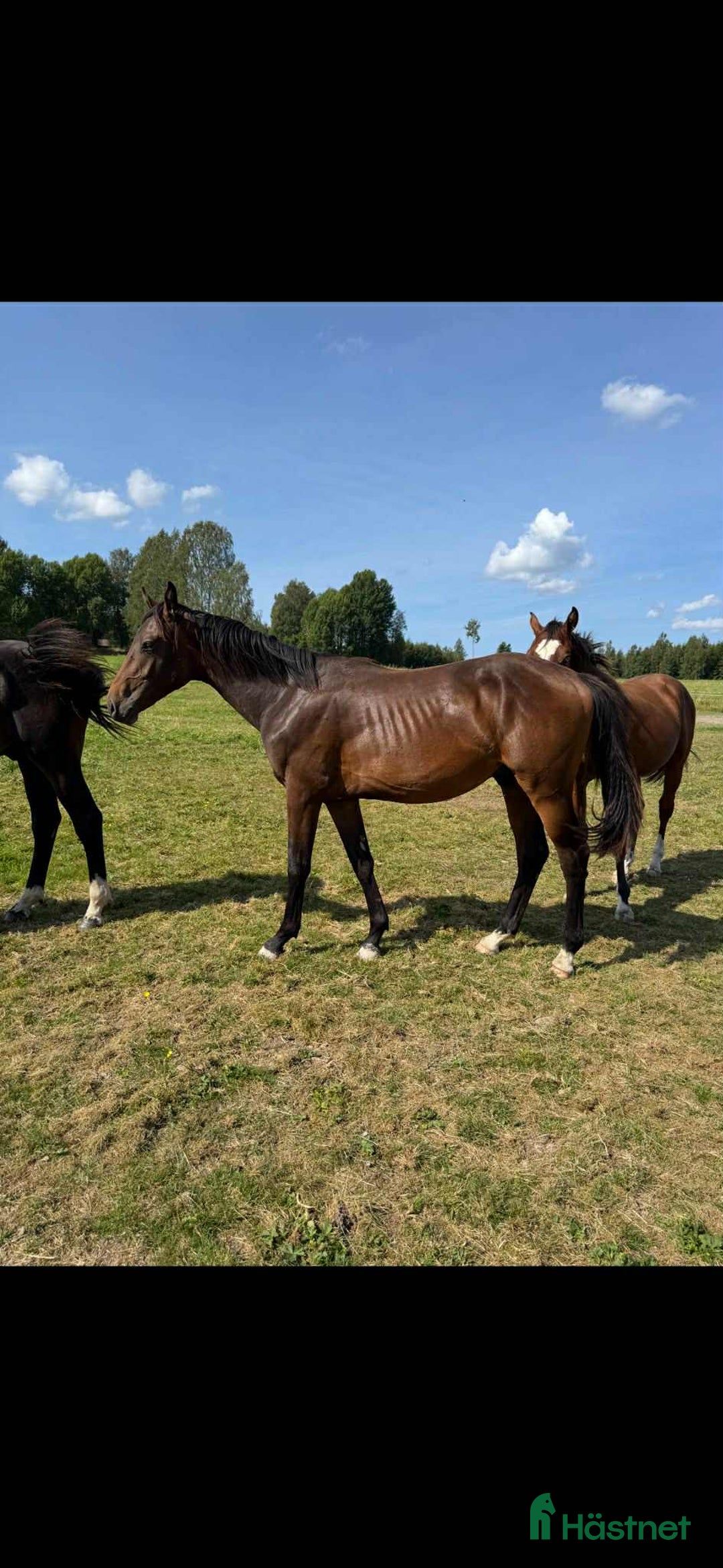 Hoppning hästar till salu: Don't Touch Tiji Hero! i Östra Ämtervik - Annons 13