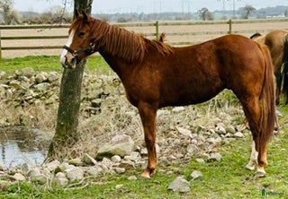  hästar Spirit - Annons 1