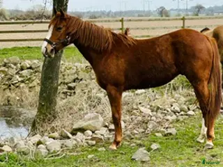 hästar Spirit - Annons 1