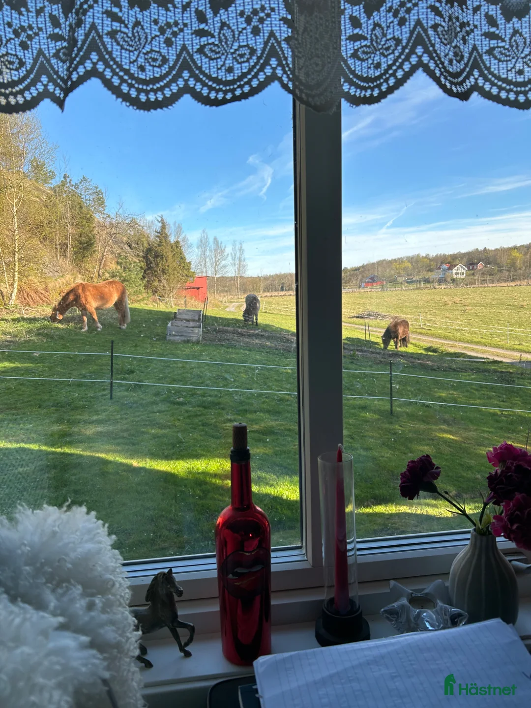 Övrigt hästar sökes: Dräktigt sto sökes  i Svanesund - Annons 1