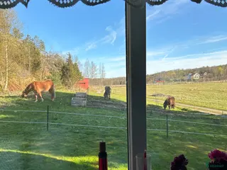 hästar Dräktigt sto sökes - Annons 1