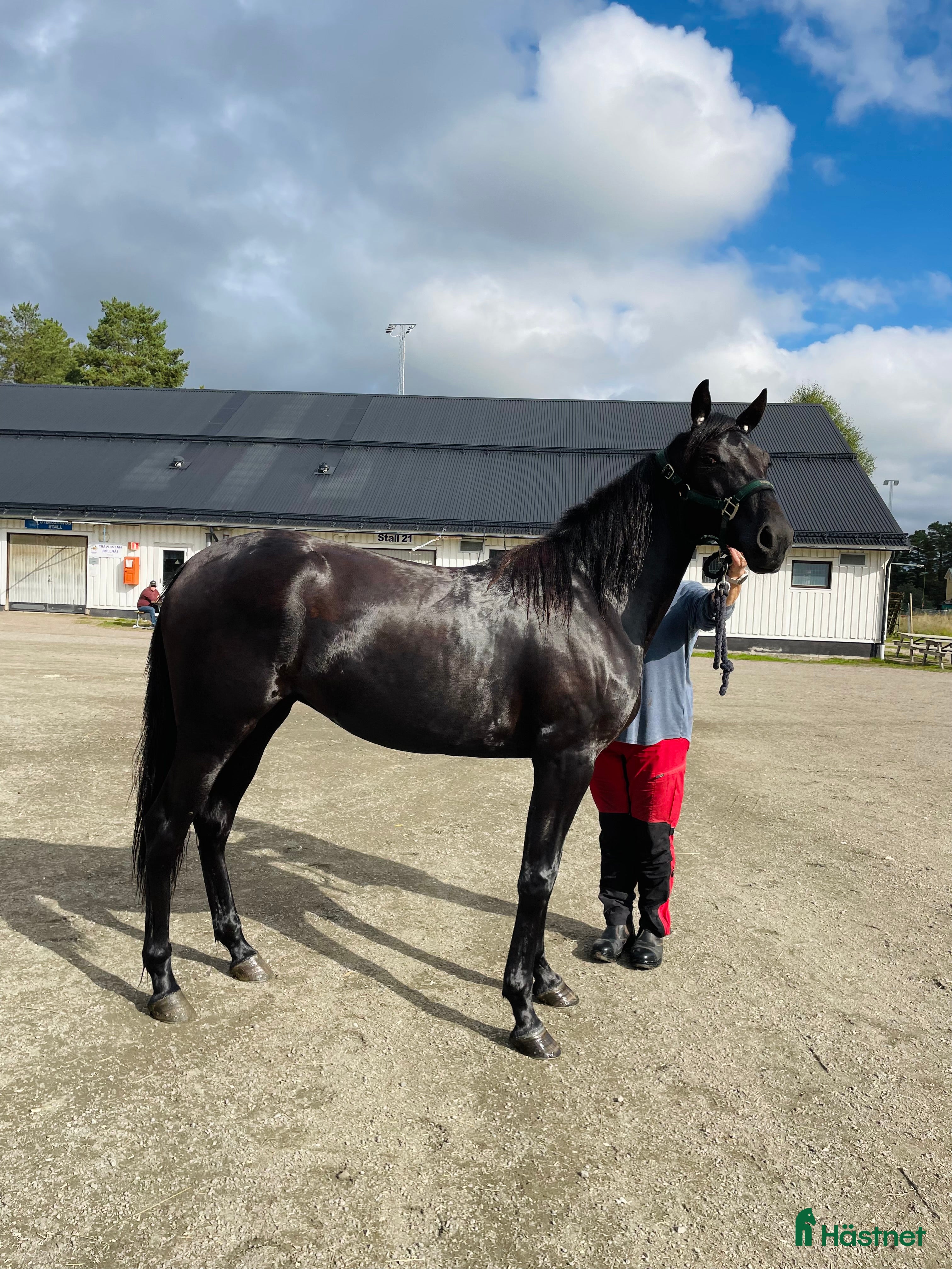 hästar 3-åring letar nytt hem  i Färila - Annons 4