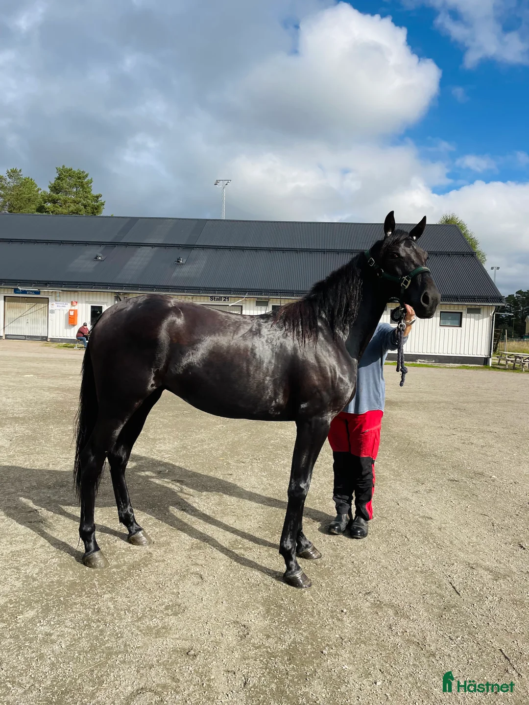 Trav hästar till salu: 3-åring letar nytt hem  i Färila - Annons 1