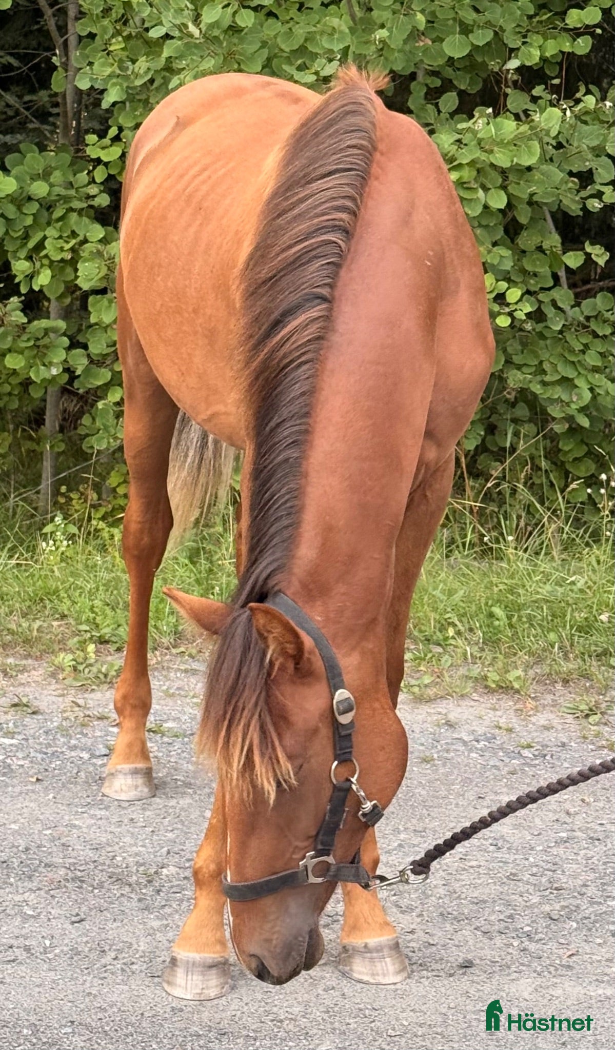  hästar Välhanterad kille efter Zafferano  - Annons 1