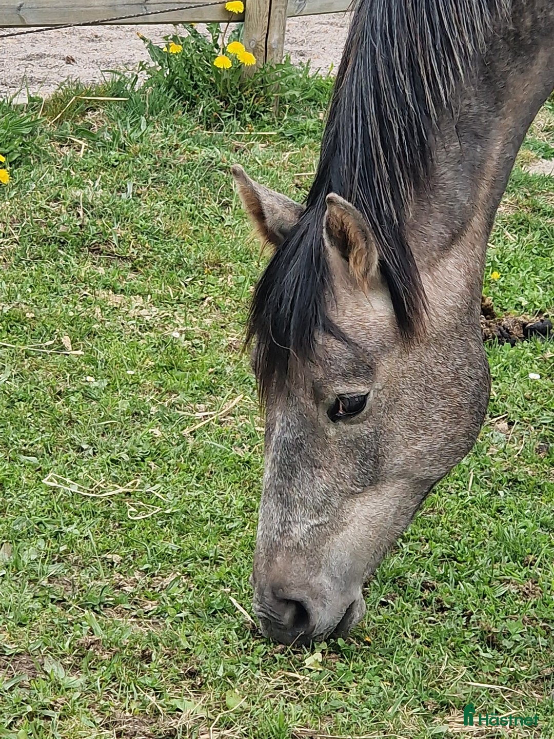 Hoppning hästar till salu: Vackert UNGSTO med goda framtidsplaner  i Blentarp - Annons 2
