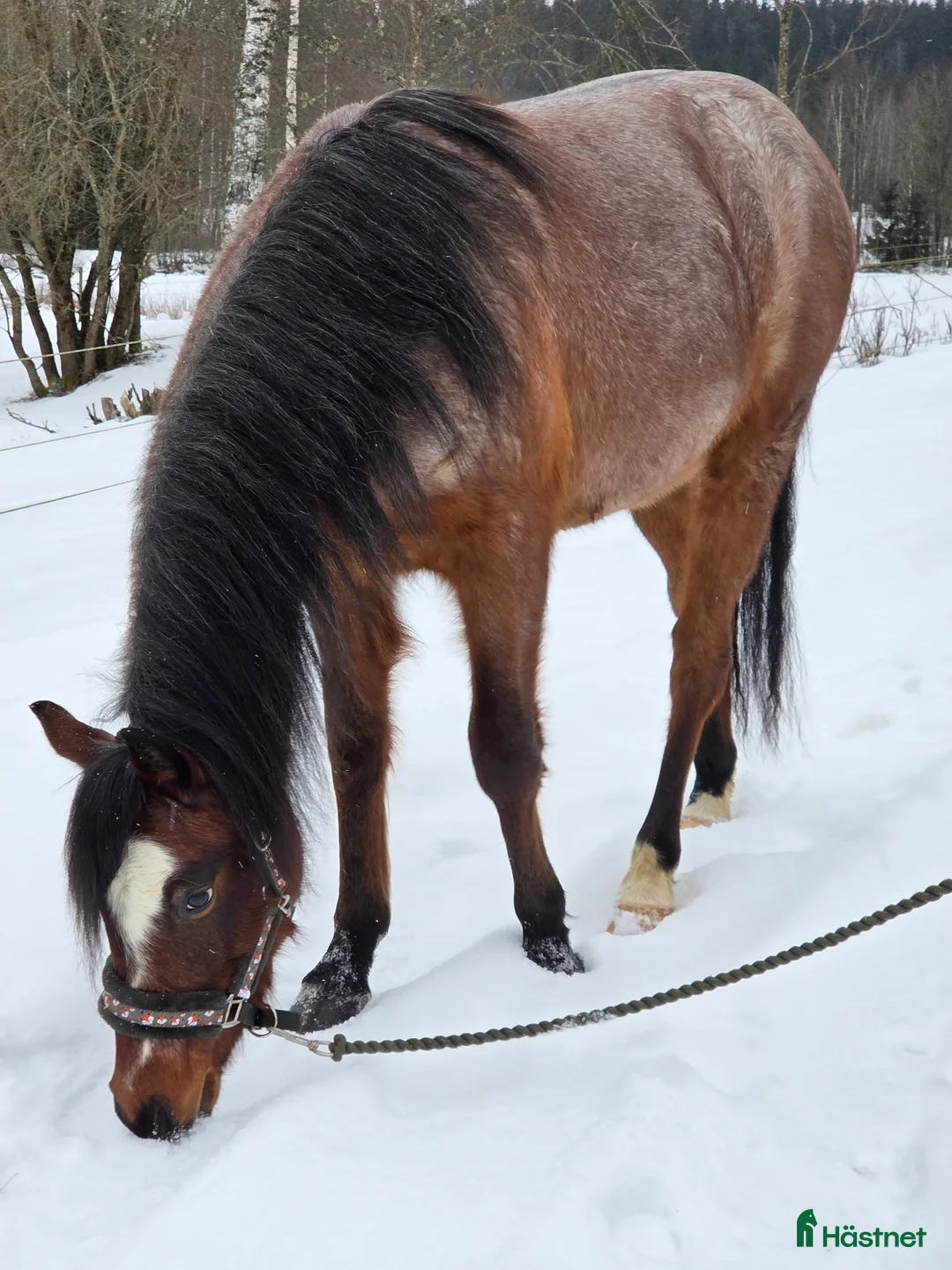 Allround hästar till salu: Welsh partbred - Annons 7