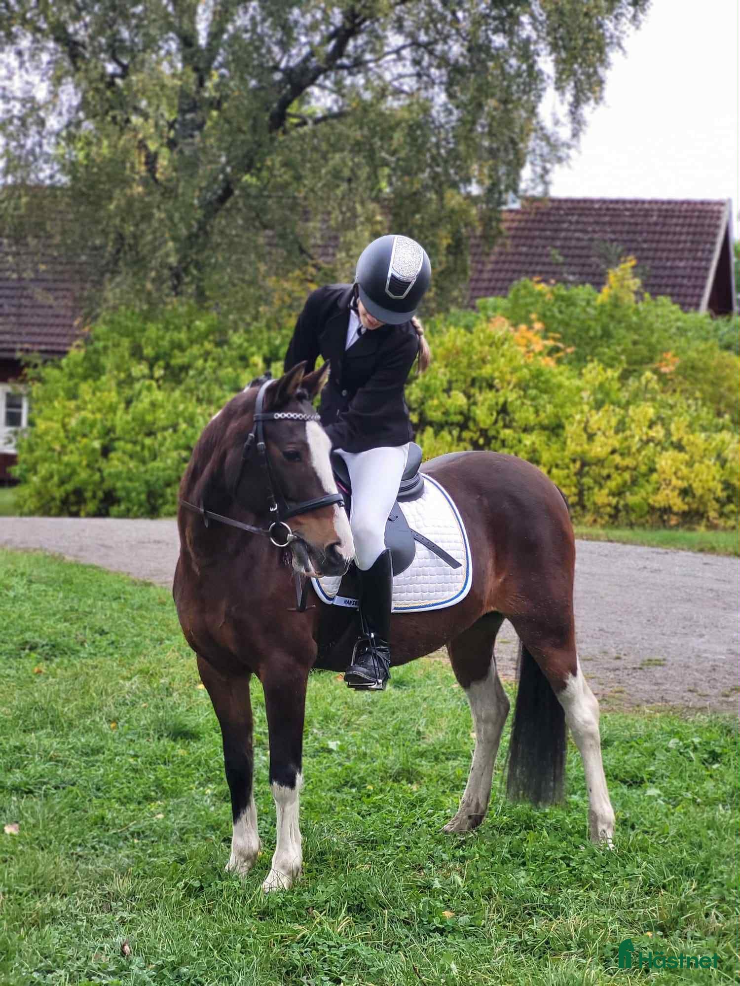  hästar Talangfull och vacker i Storvreta - Annons 2