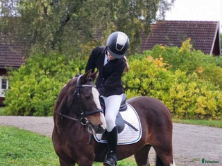 hästar Talangfull och vacker i Storvreta - Annons 5