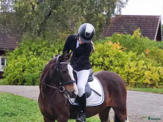 hästar Talangfull och vacker i Storvreta - Annons 17