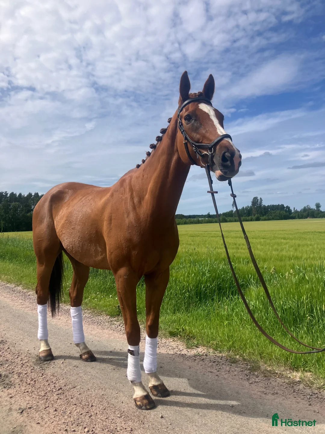 Allround hästar till salu: Fantastisk fin allround häst - Annons 2