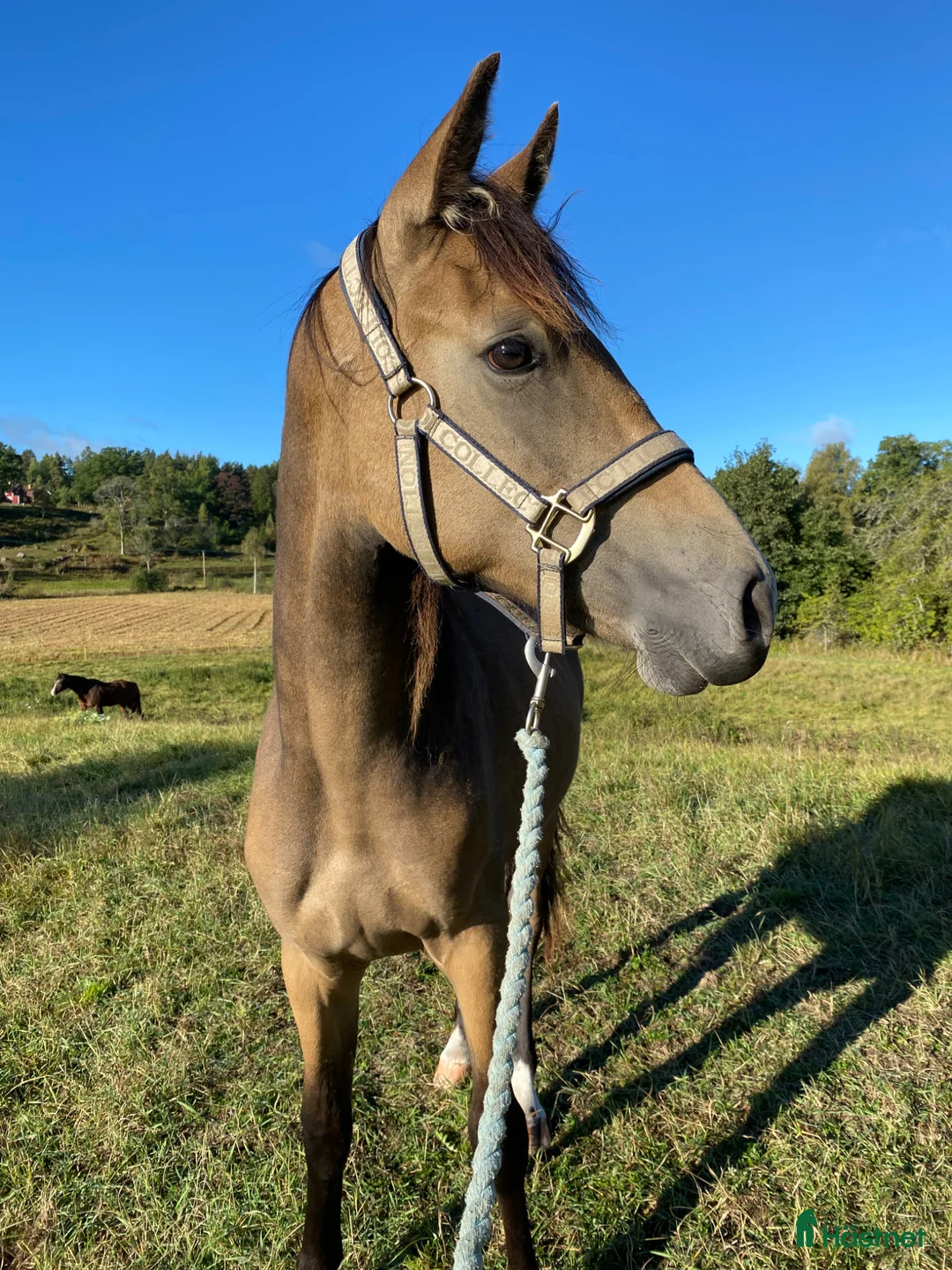 Allround hästar till salu: Den lilla hästen med det stora hjärtat!  - Annons 2