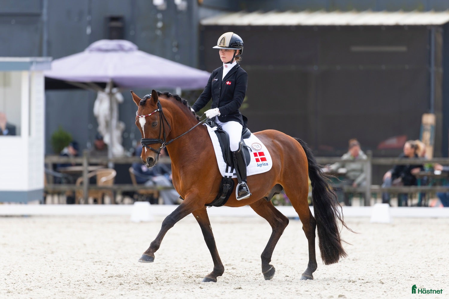  hästar Top FEI pony  - Annons 1