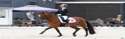 Dressyr hästar till salu: Top FEI pony  - Annons 1