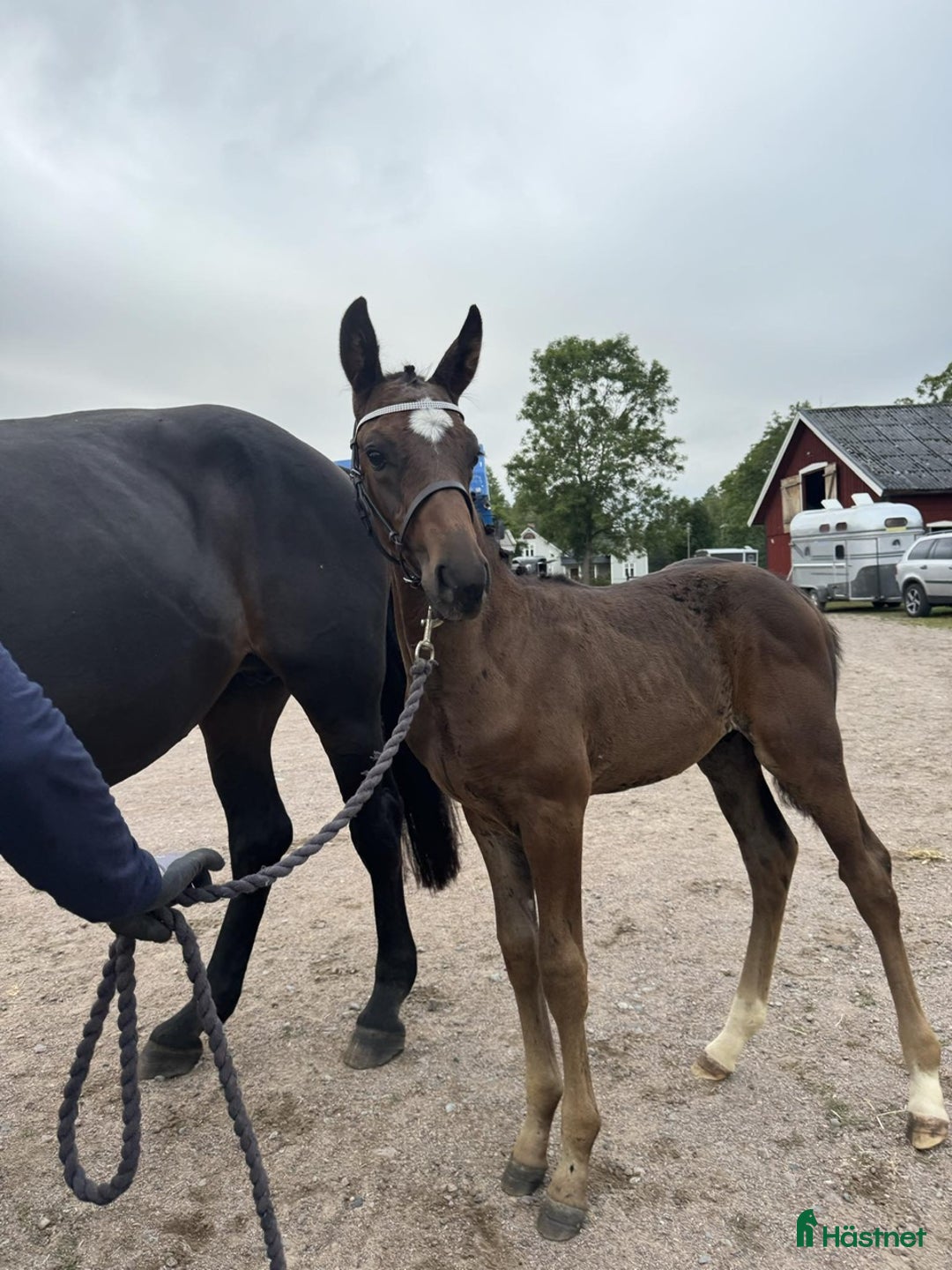 Hoppning hästar till salu: Social kille för framtiden i Vimmerby - Annons 4