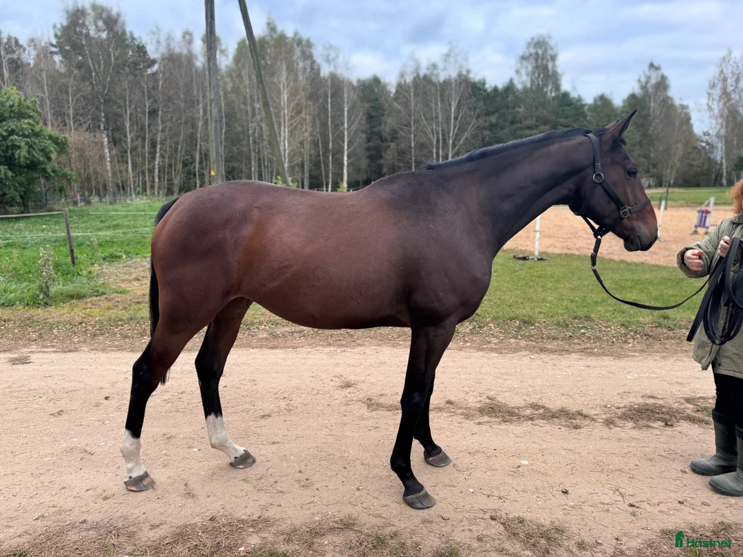 Hoppning hästar till salu: Young Horses - Annons 5