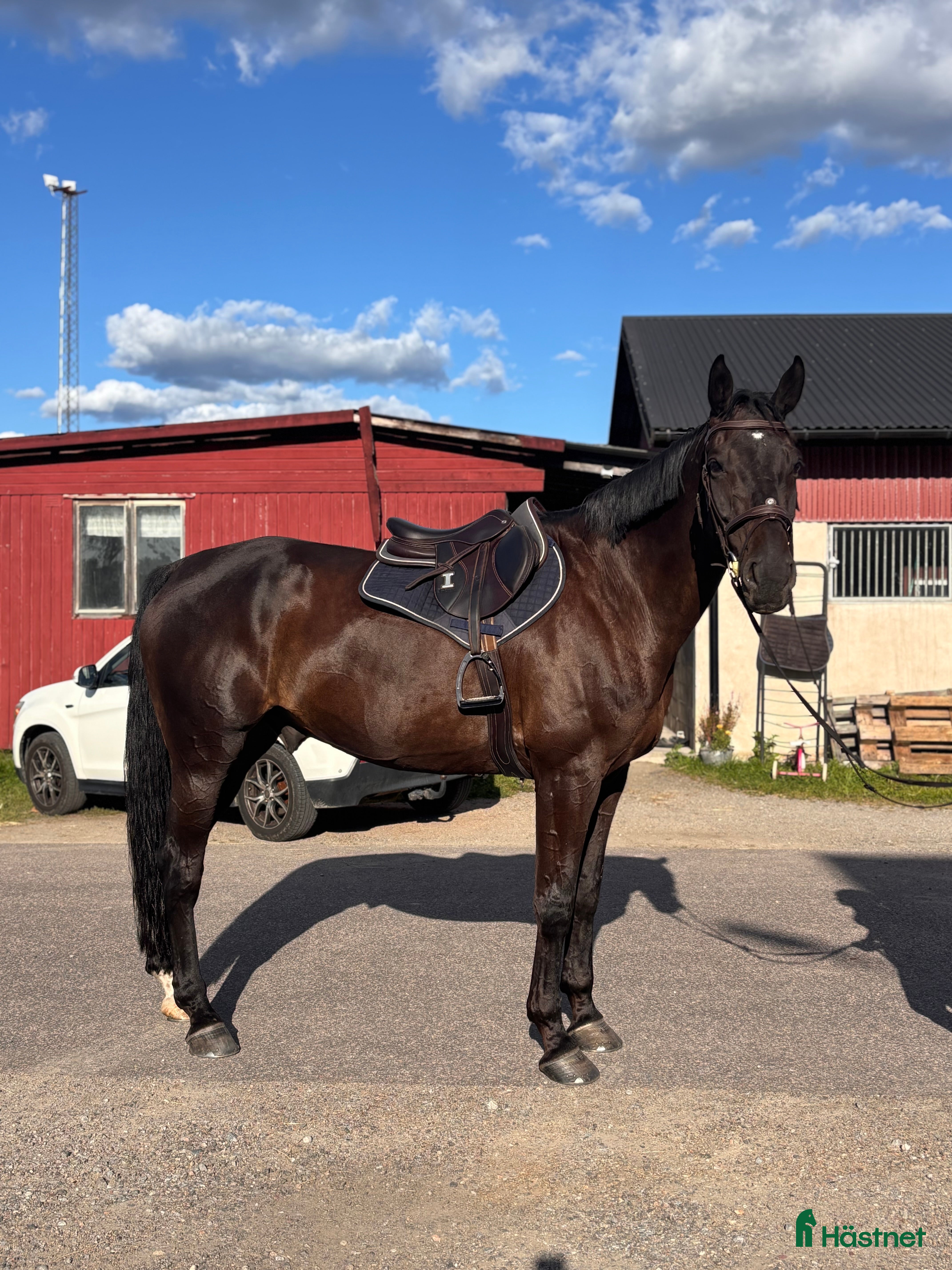  hästar Valack gått 135 int i Ödsmål - Annons 19